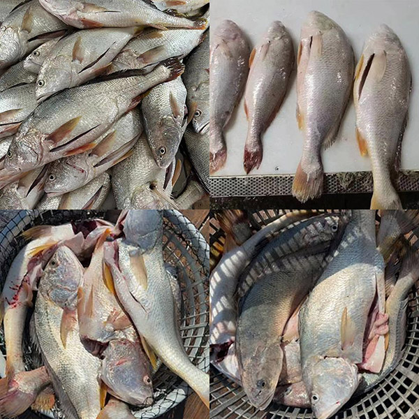 Vers ingevroren witte croaker gestript