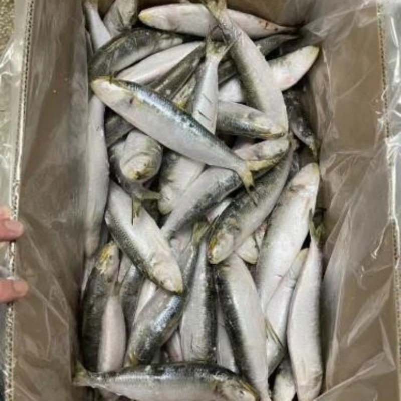 Bevroren Sardine Hele Ronde
