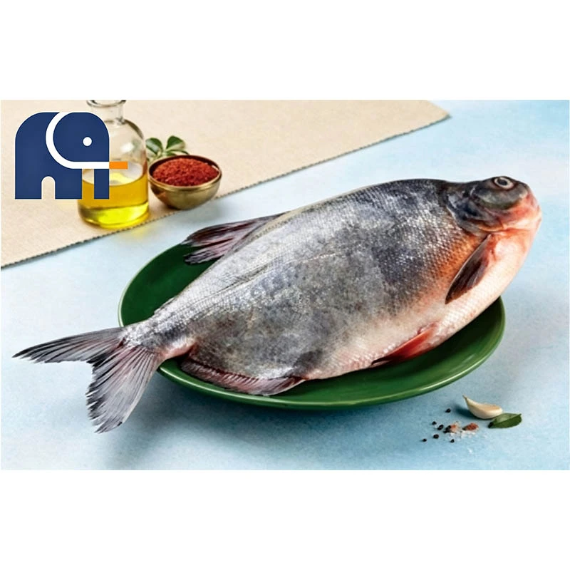 Premium bevroren rode pomfret hele ronde