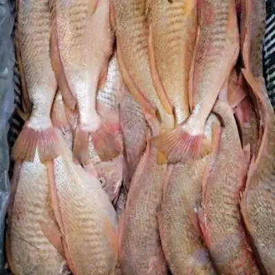 Premium bevroren gele croaker hele ronde