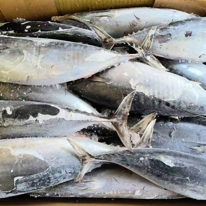 Zeebevroren Bonito Tonijn Hele Ronde